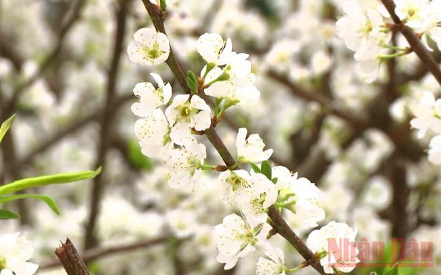 “Miền cổ tích trắng” giữa lòng TP Sơn La -0