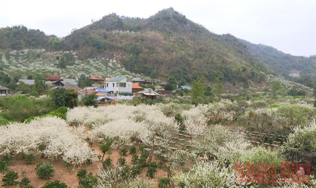 “Miền cổ tích trắng” giữa lòng TP Sơn La -0