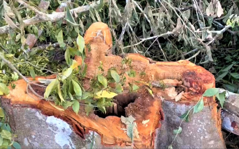 Sẽ khởi tố vụ tàn phá hơn 12.000 m2 rừng ở khu vực giáp ranh giữa tỉnh Đắk Lắk và Gia Lai -0