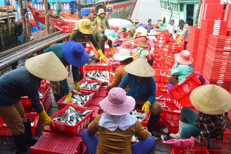 Quảng Ngãi đặt mục tiêu phát triển thủy sản bền vững -0