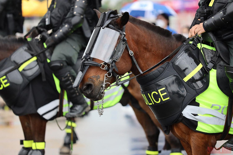 Cận cảnh dàn kỵ binh làm nhiệm vụ tại sân vận động Mỹ Đình -0