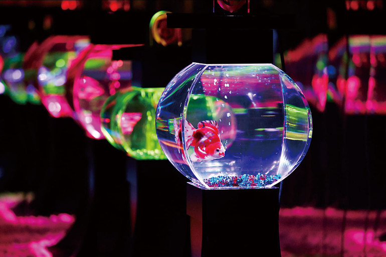 Huyền bí sắc màu Art Aquarium ở thủ đô Tokyo -0