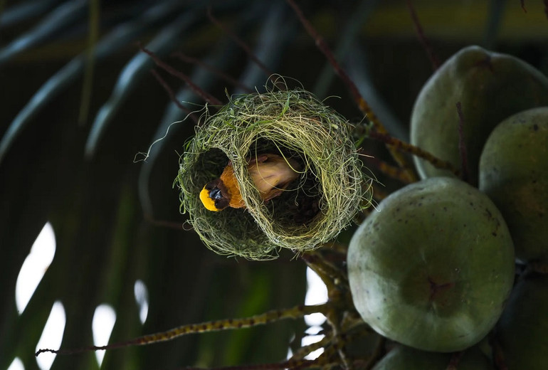 Những bức ảnh ấn tượng về động vật hoang dã trong tuần -0