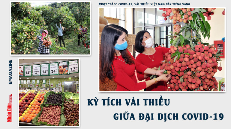 Kỳ tích vải thiều giữa đại dịch Covid-19 -0