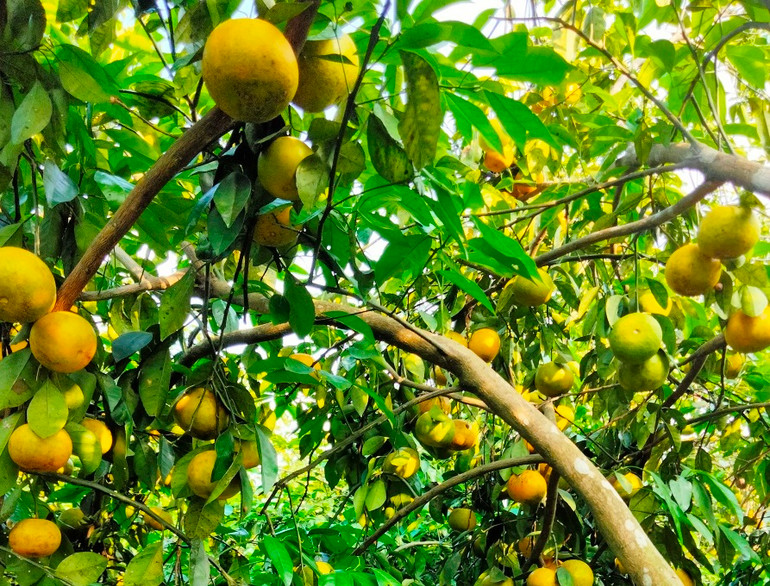 Chuyện “giải cứu” quýt và nghịch lý ở Quỳ Hợp -0