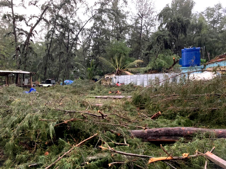 Khai thác rừng trồng trái pháp luật tại Khu du lịch ven biển Bình Thuận -0