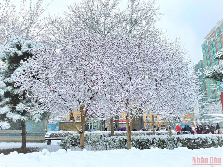 Đẹp nao lòng tuyết cuối mùa ở Bắc Kinh -0