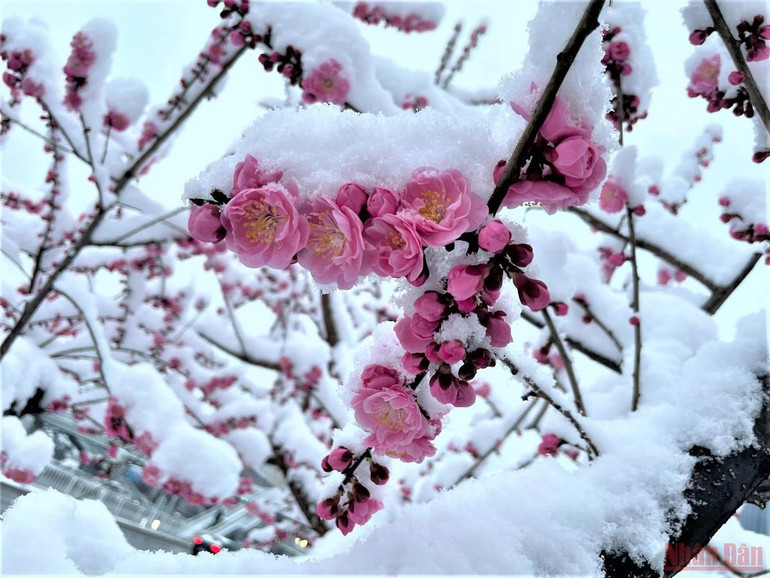 Đẹp nao lòng tuyết cuối mùa ở Bắc Kinh -0