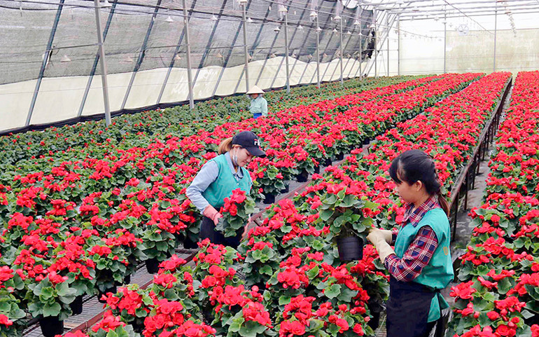 Sản xuất hoa cao cấp tại trang trại Dalat Hasfarm, Ðơn Dương (Lâm Ðồng). Dọc triền sông Đa Nhim -0