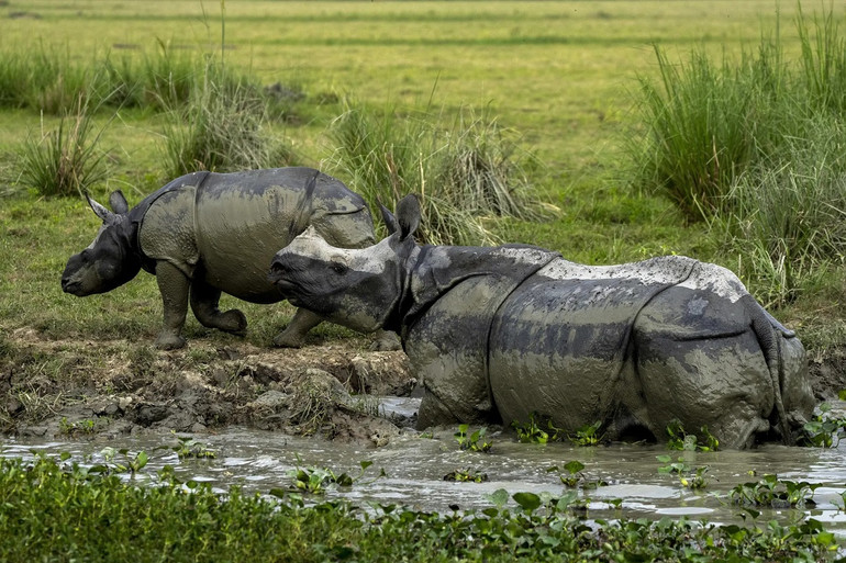 Những bức ảnh ấn tượng về động vật hoang dã trong tuần -0