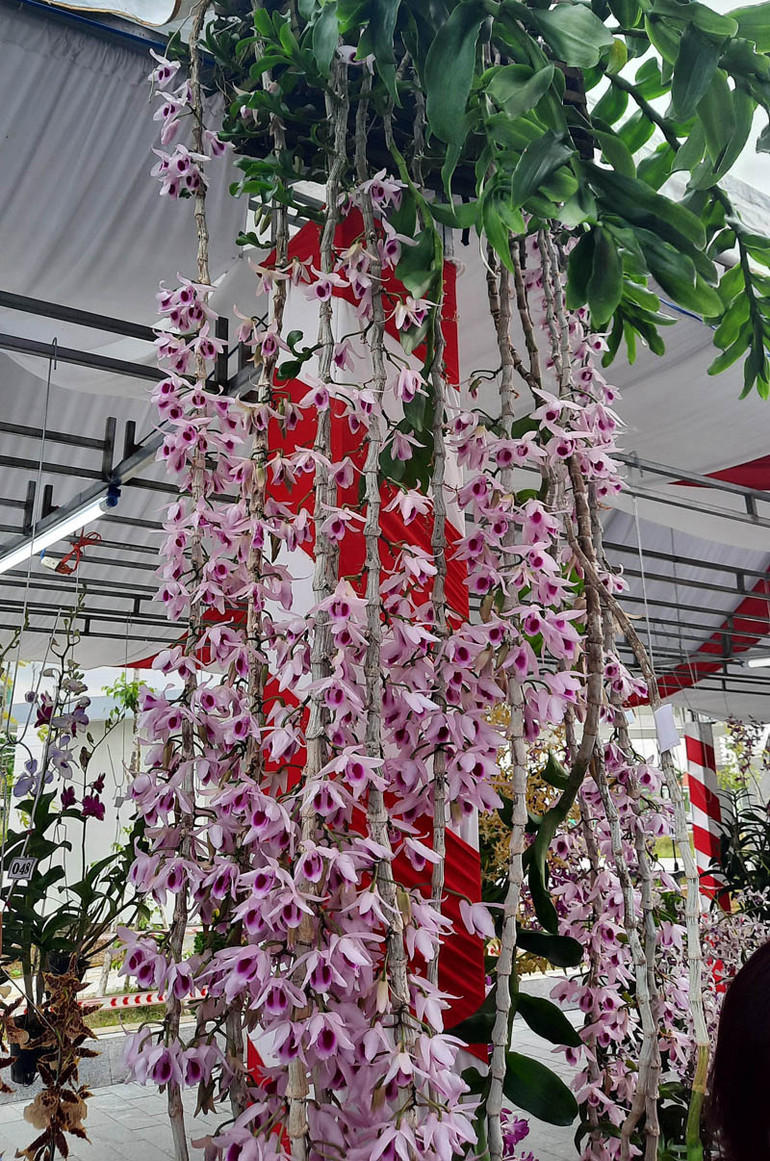 Các giò lan tham gia hội thi Rực rỡ sắc màu hoa phong lan toàn quốc -0