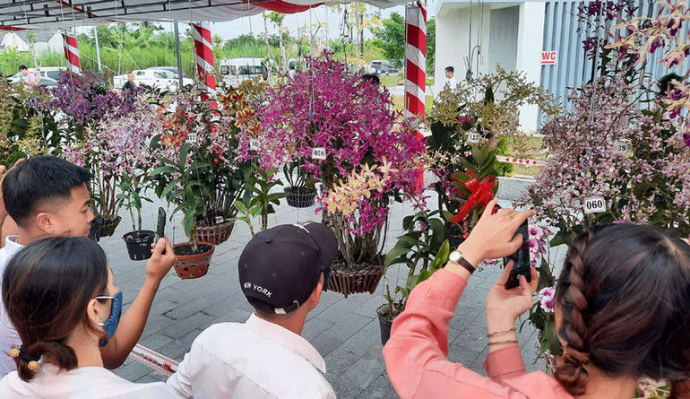 Đông đảo người dân địa phương và khách du lịch đến thưởng thức vẻ đẹp của những giò hoa từ khắp mọi miền Tổ quốc. Rực rỡ sắc màu hoa phong lan toàn quốc -0