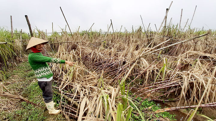 Loay hoay với mía -0