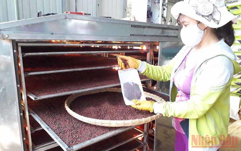 Hồ tiêu Việt Nam ghi danh trên bản đồ thế giới -0