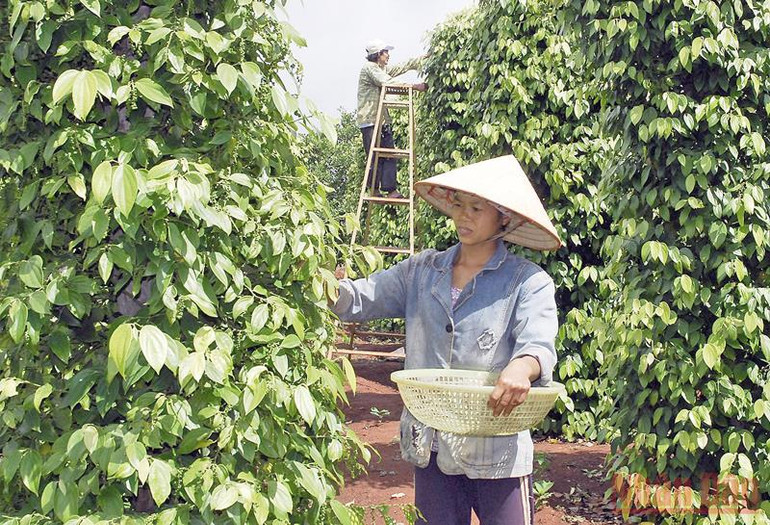 Hồ tiêu Việt Nam ghi danh trên bản đồ thế giới -0