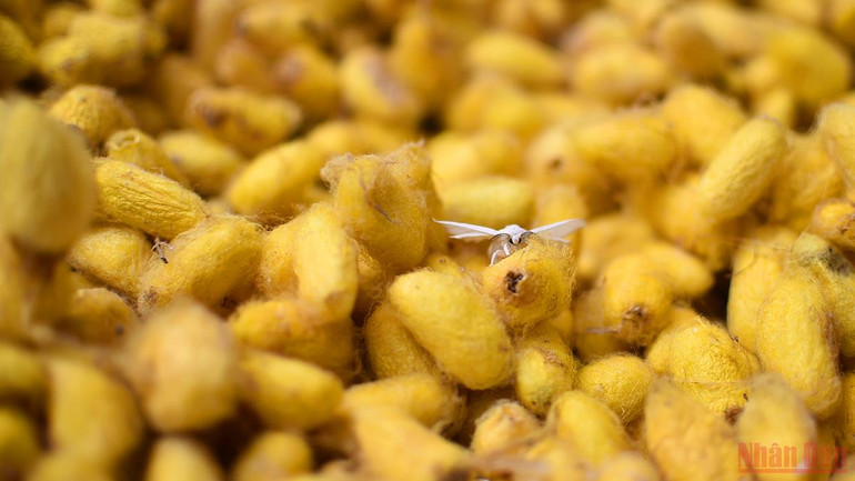 Tấm lụa to tằm dệt nên truyền thống -0