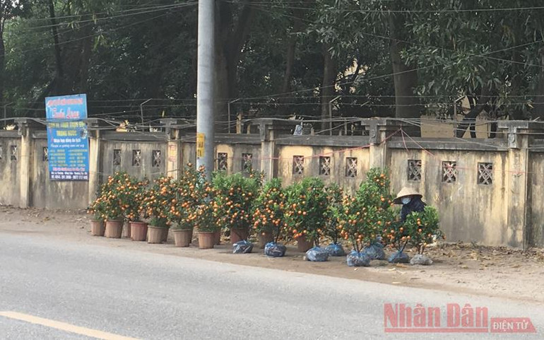 Đào, quất “đỏ mắt” chờ khách -0