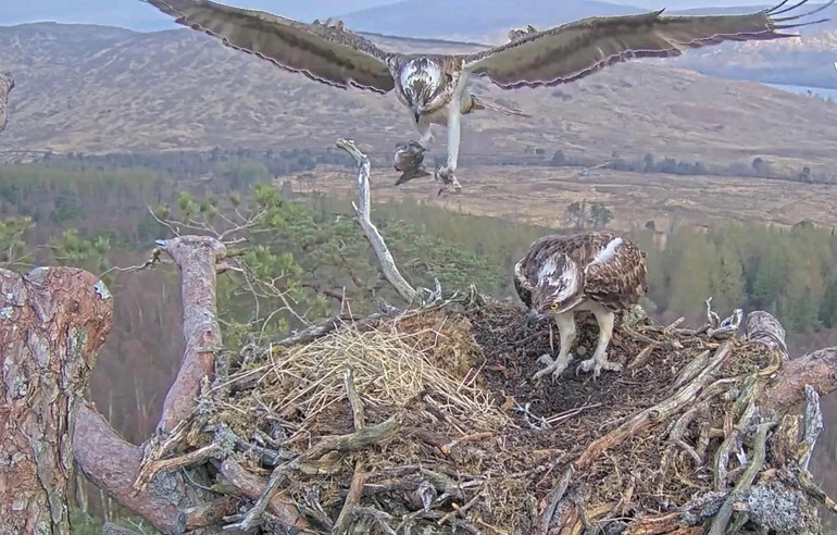 Những bức ảnh ấn tượng về động vật hoang dã trong tuần -0