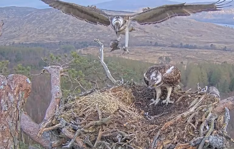 Những bức ảnh ấn tượng về động vật hoang dã trong tuần -0