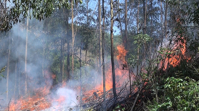 Hiểm họa cháy rừng ở Quảng Ngãi -0