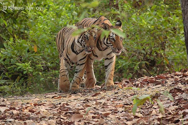 Năm Dần nói chuyện hổ -0