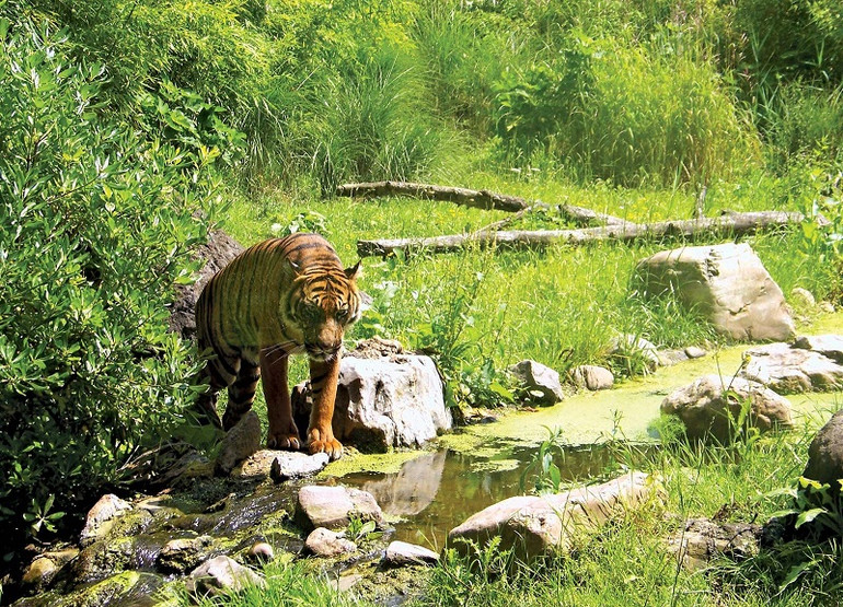 Năm Dần nói chuyện hổ -0