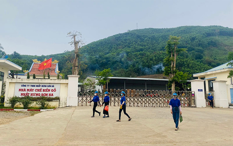 Nguy cơ “đóng cửa” rừng gỗ keo Quảng Ngãi vì giá cả giảm sâu -0