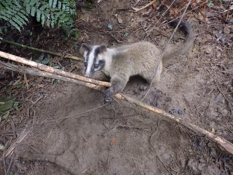 Bẫy dây đang tận diệt các khu rừng Đông Nam Á -0