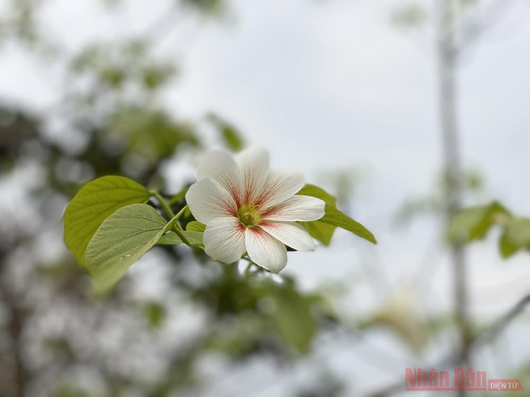 Tháng 3 - triền núi trắng hoa trẩu -2