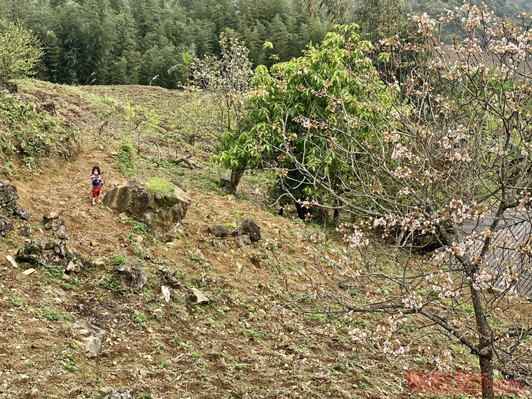 Tháng 3 - triền núi trắng hoa trẩu -3