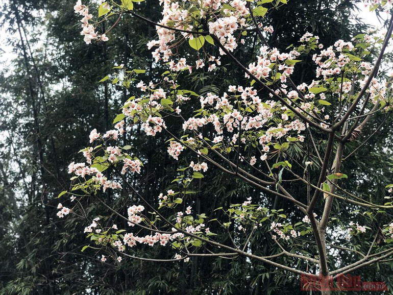 Tháng 3 - triền núi trắng hoa trẩu -1