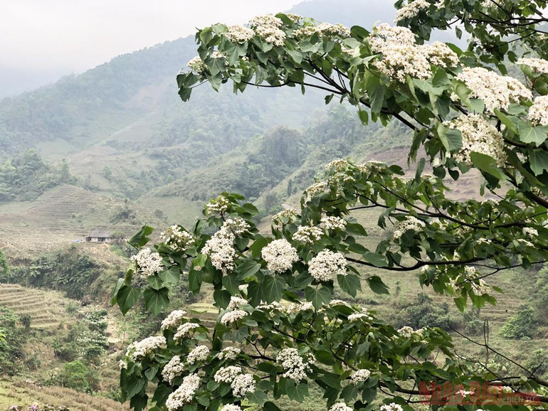 Tháng 3 - triền núi trắng hoa trẩu -0