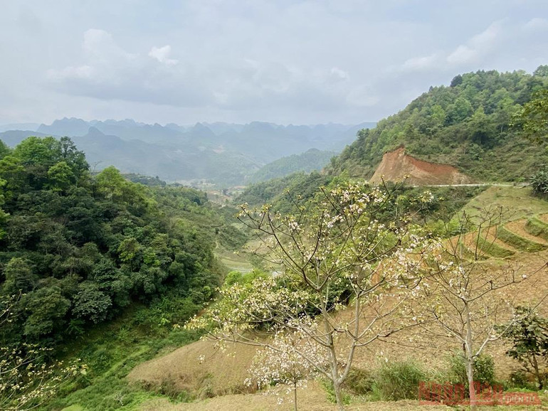 Tháng 3 - triền núi trắng hoa trẩu -0