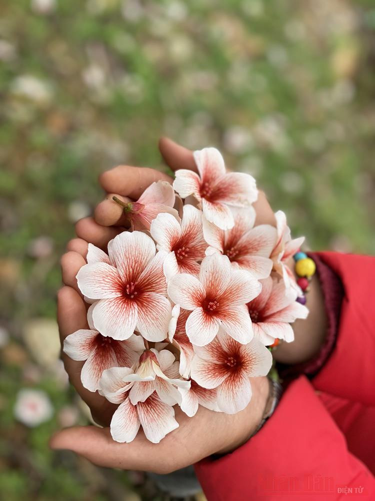 Tháng 3 - triền núi trắng hoa trẩu -4