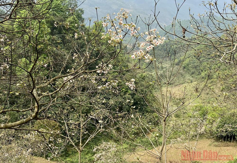 Tháng 3 - triền núi trắng hoa trẩu -5