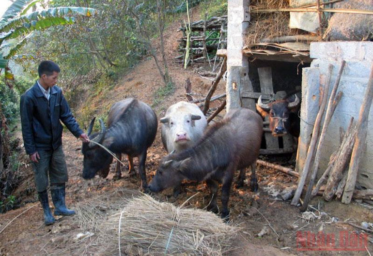 (Tin đề nghị ghép vào tỉnh Điện Biên, Bắc Kan) Lạng Sơn có hơn 500 con trâu, bò chết do đói, rét -0