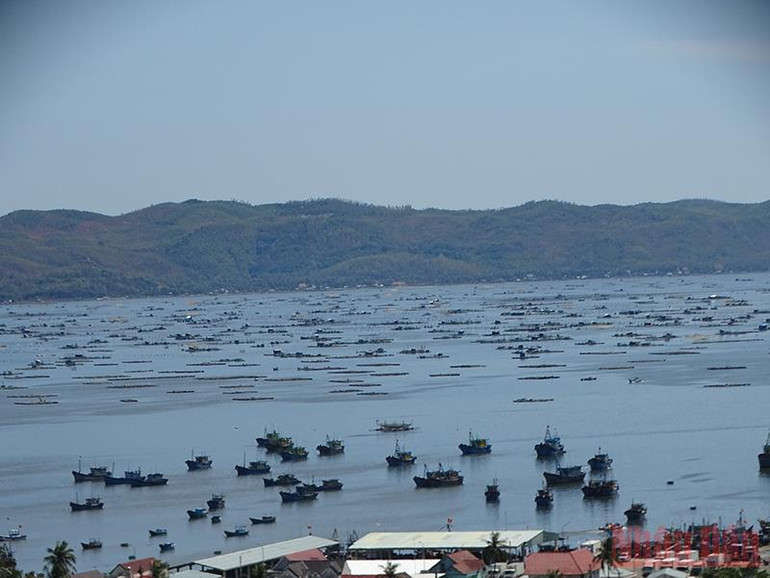 Để tàu cá ra vào khu neo đậu tránh trú bão vịnh Xuân Đài an toàn -0
