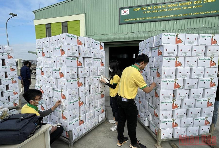 Hải Dương xuất khẩu 625 tấn cà rốt -0