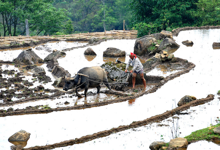 Ruộng bậc thang Sa Pa mùa nước đổ -0