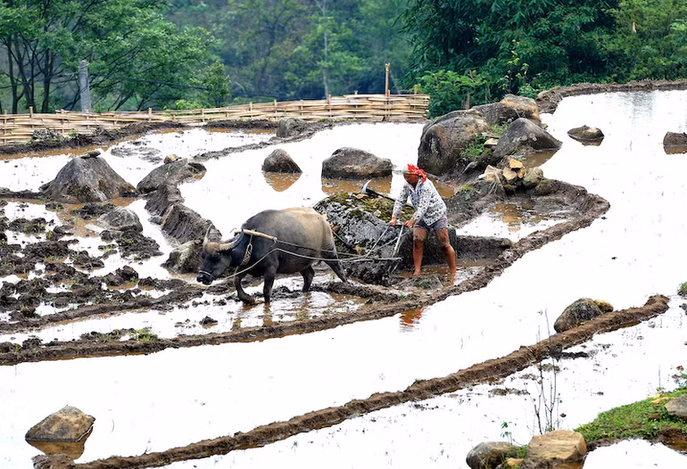 Ruộng bậc thang Sa Pa mùa nước đổ -0