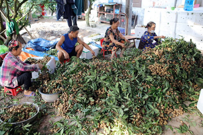 Nhiều giải pháp giúp nông dân tiêu thụ nhãn -0