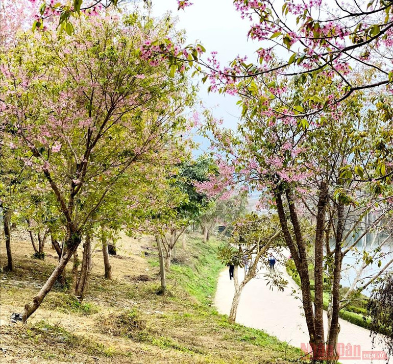“Thập lý đào hoa” trên “cao nguyên trắng” Bắc Hà -0