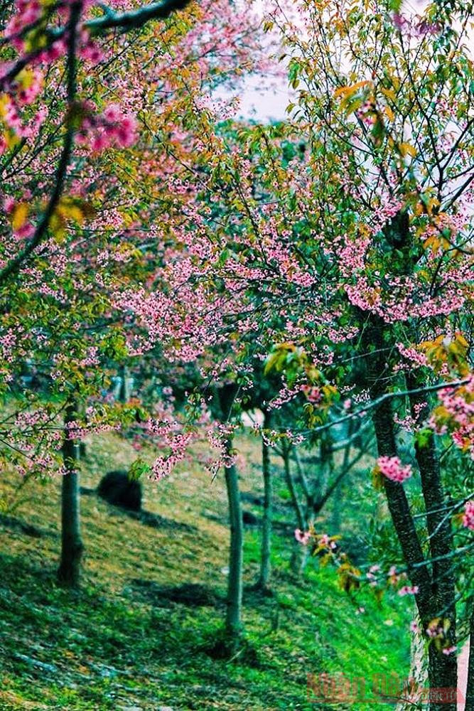 “Thập lý đào hoa” trên “cao nguyên trắng” Bắc Hà -0