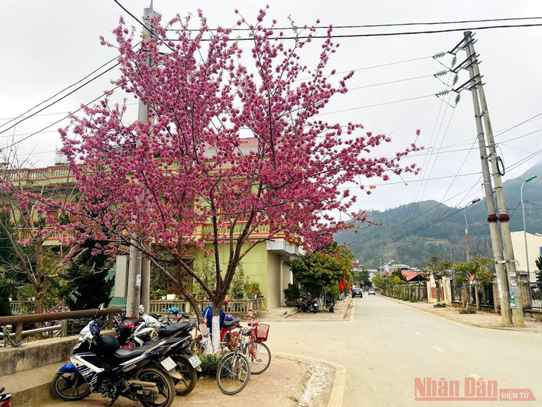 “Thập lý đào hoa” trên “cao nguyên trắng” Bắc Hà -0