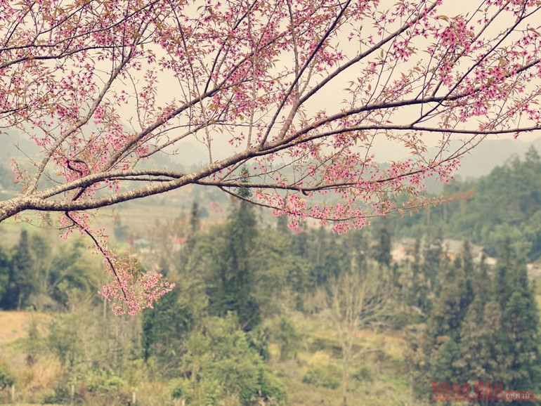 “Thập lý đào hoa” trên “cao nguyên trắng” Bắc Hà -0