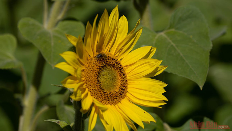 Thăm đồng hướng dương Nga -0