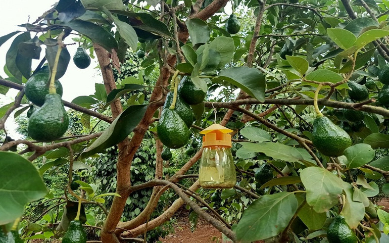 Để hạn chế côn trùng tấn công cây trồng, người dân ở Tây Nguyên đã sử dụng bẫy để dẫn dụ. Đẩy mạnh sử dụng phân bón, thuốc bảo vệ thực vật an toàn, hiệu quả, trách nhiệm ở Tây Nguyên -0