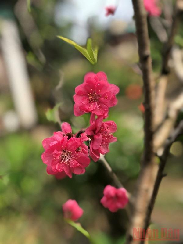 Vườn xuân còn mẹ -0