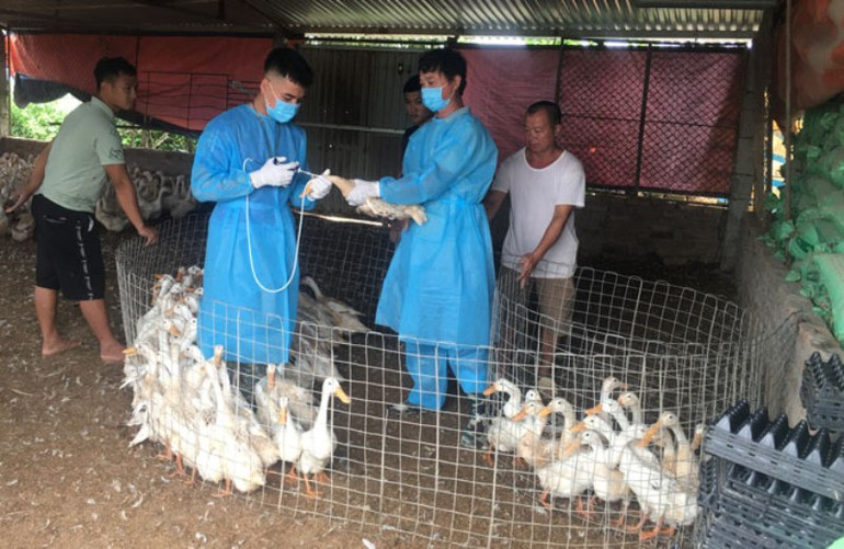 Tăng cường kiểm soát, phòng chống dịch bệnh trên động vật -0