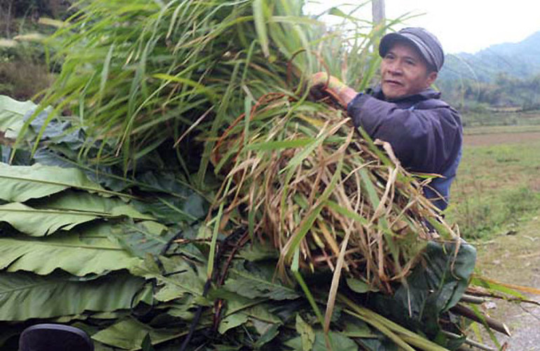 Người dân xã Vũ Muộn (Bạch Thông, Bắc Kạn) thu hái cỏ về cho trâu, bò ăn trong ngày rét đậm. Rét đậm, rét hại gây nhiều thiệt hại tại Điện Biên, Bắc Kạn -0